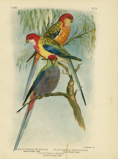 Prachtpapagei, 1891 von Gracius Broinowski
